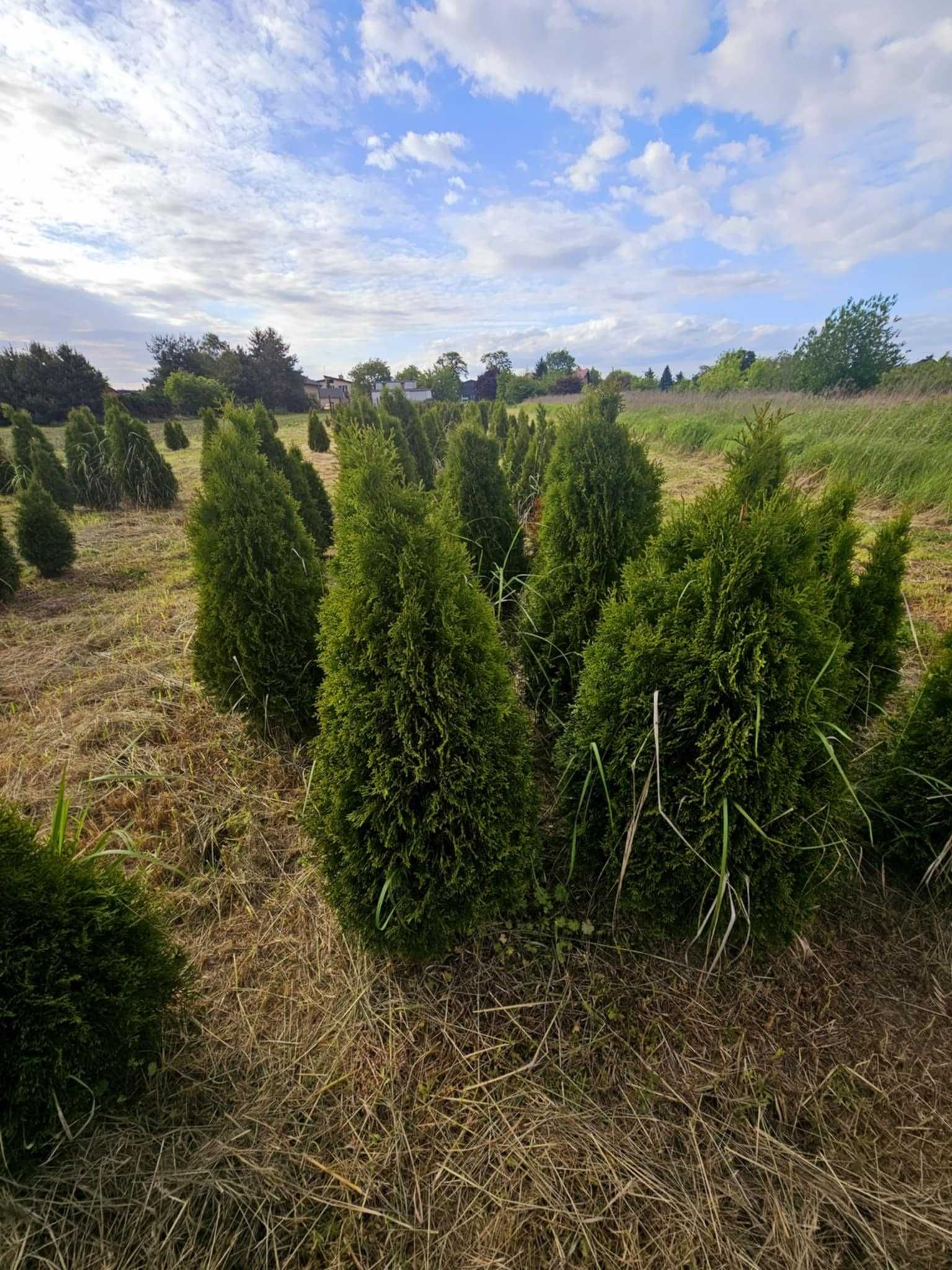 TUJE SZMARAGD OD 100- DO 120 CM =20 zł Warszawa