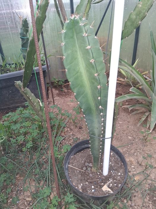 Mandacaru da frutos com ótimo tamanho  d