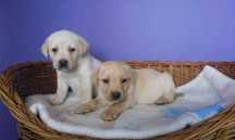 Labrador Retriever suczka.