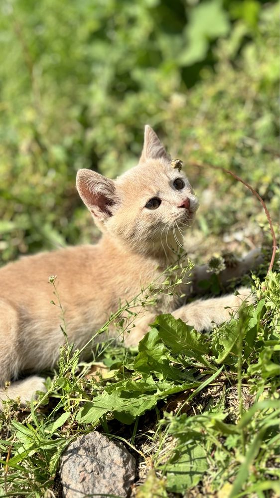 Кошенята в гарні руки(безкоштовно)