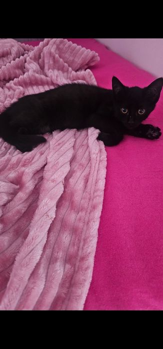 Kocurek ok 5/6 miesiecy