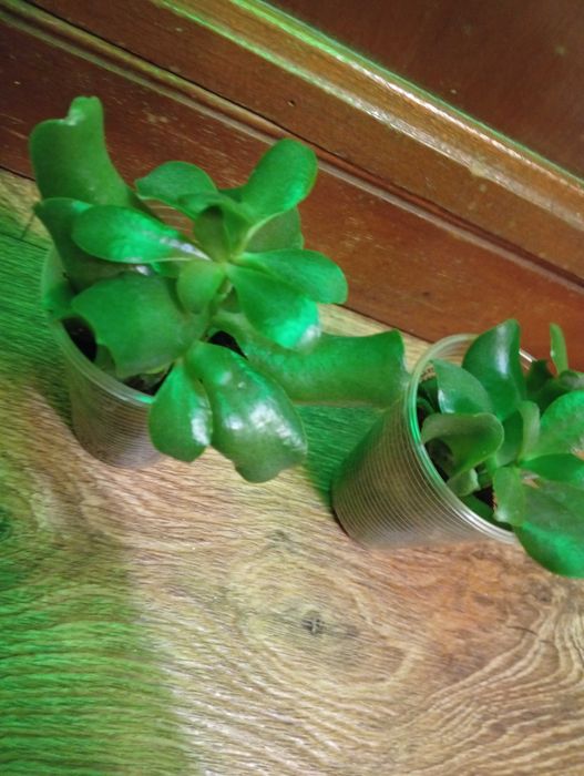 ДУЖЕ ДИШЕВІ 2 Толстянки