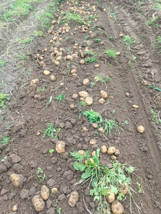 Ziemniaki jadalne Ignacy, Lili, Denar,Jurek