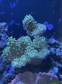 Akwarium morskie | koral koralowiec miękki Lobophyton zielony fluo