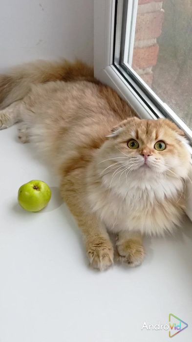 Ласковая девочка золотая шиншилла. Шотландская вислоухая. Хайленд