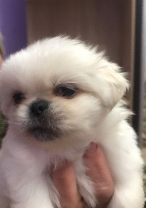 Продаються пікінеси