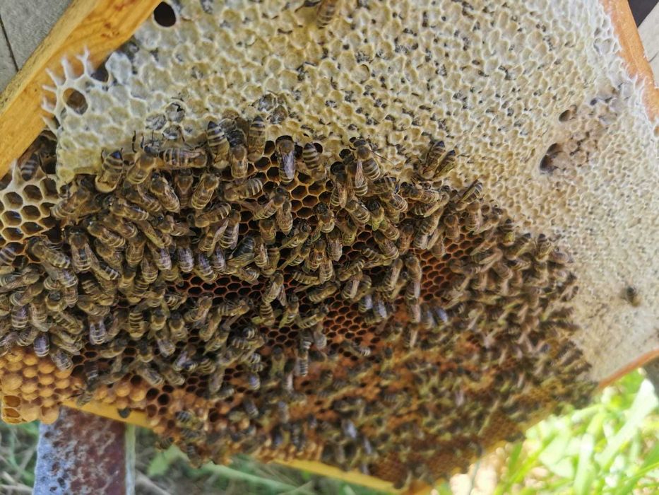 Odkłady pszczele, matki unasiennione i jednodniowe