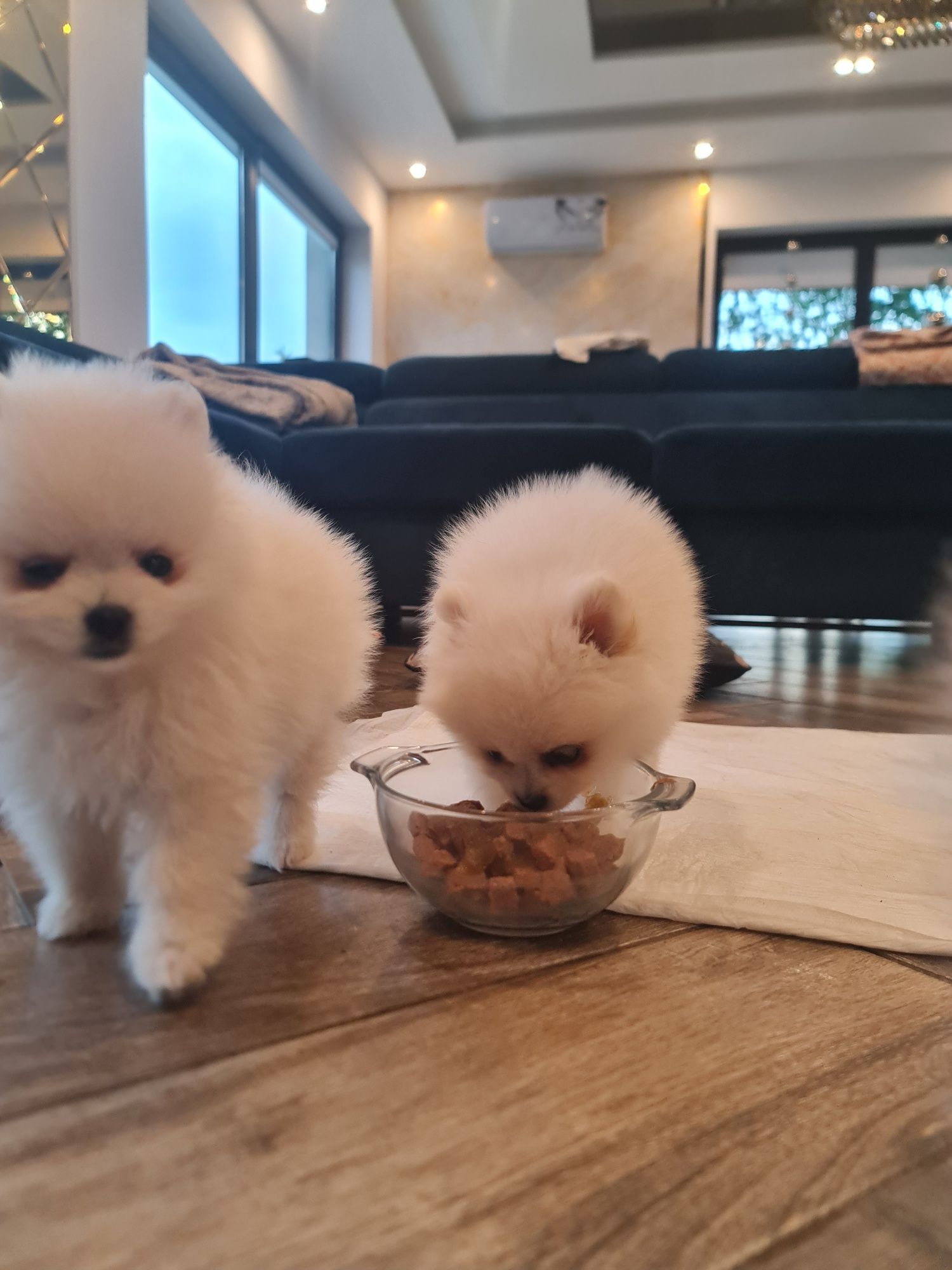 Pomeranian szpic miniaturowy