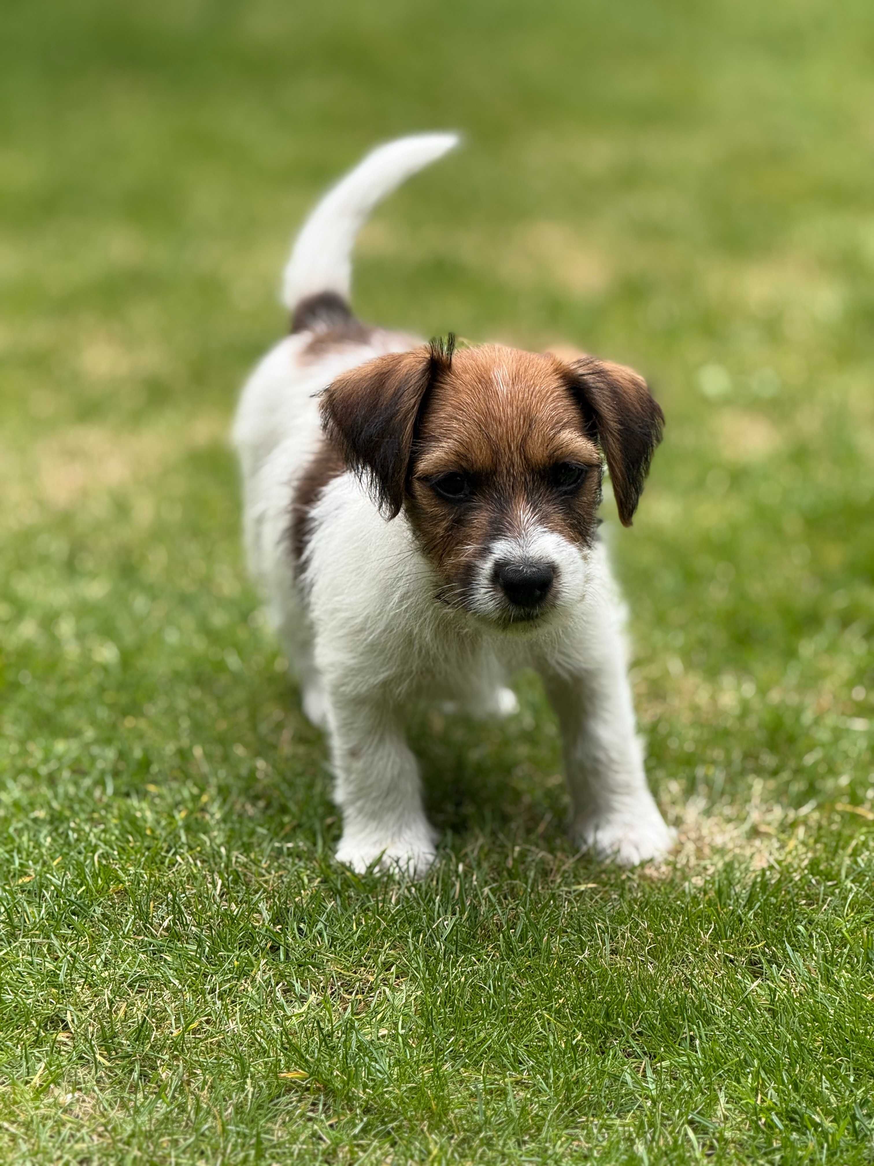 Jack Russell Terrier szorstkowłosy piesek od #SMARTIE JACKS# male Jack