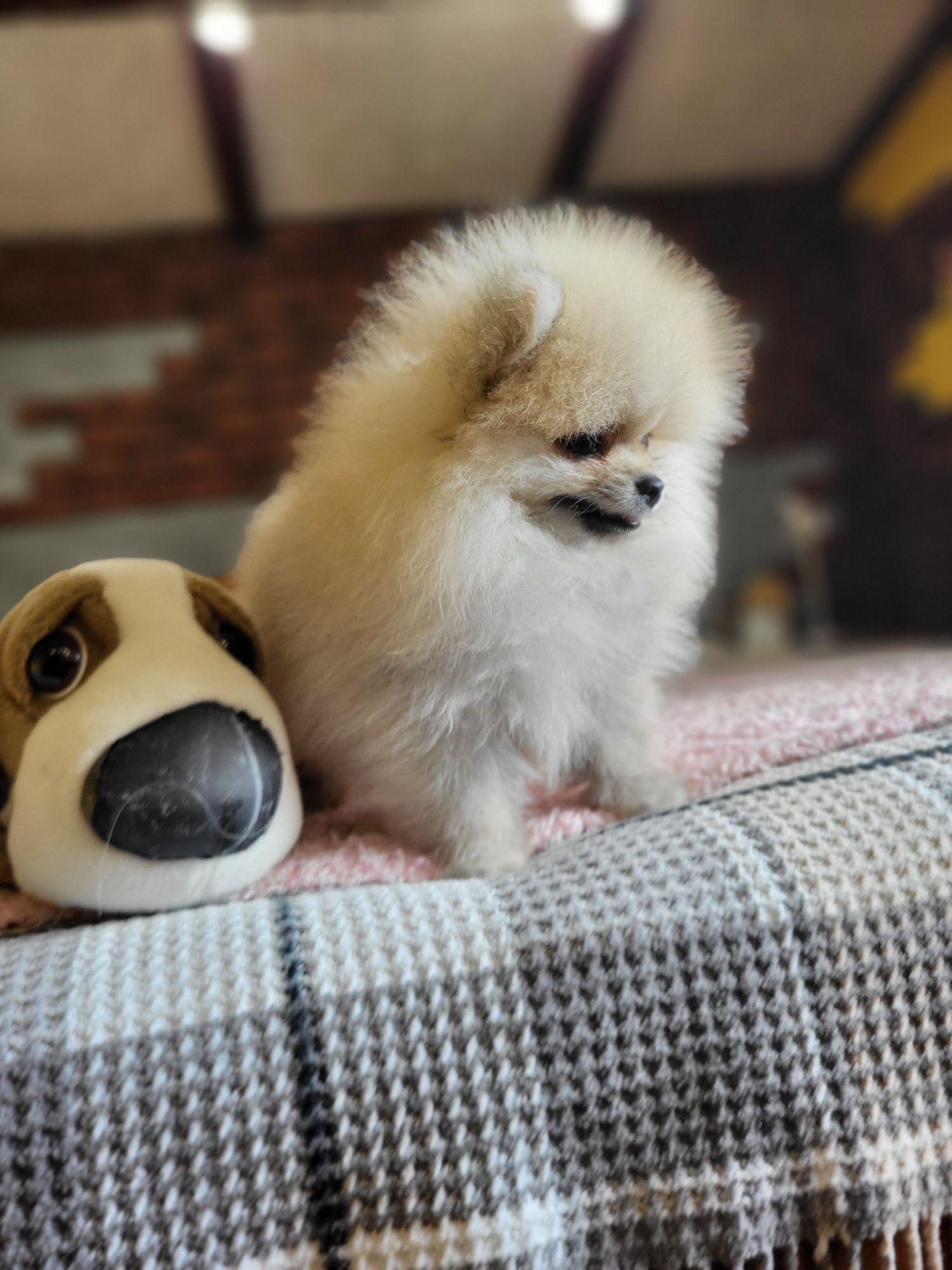 Szpic miniaturowy pomeranian