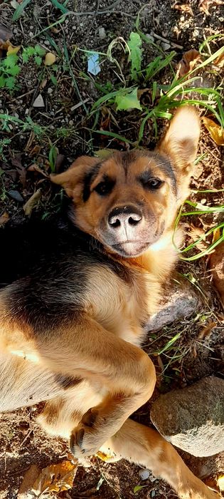 Szczeniaki pilnie szukają dobrego domu