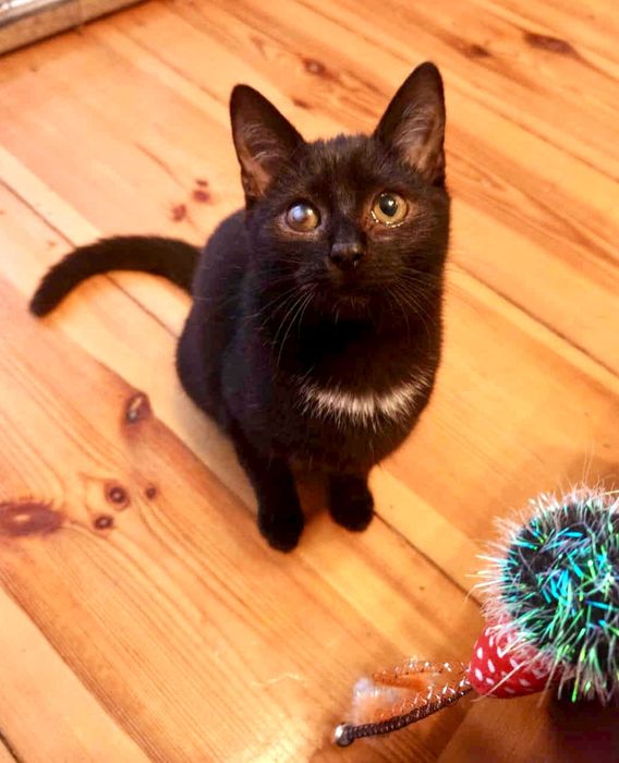 Cudowny Nikoś błaga o dom ...