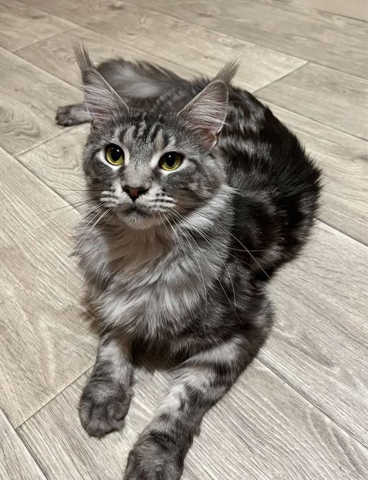 Дівчата в гарну сім»ю