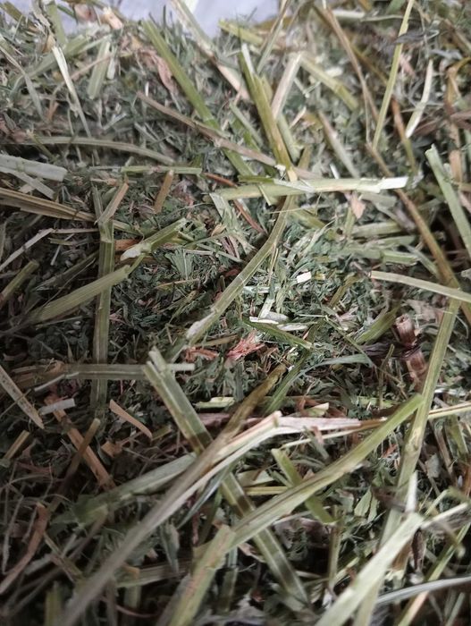 Sieczka z lucerny 10Kg Lucerna