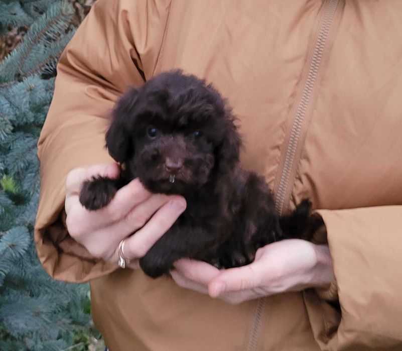 Чарівний та супер милий хлопчик коричневого Той пуделя з Києва