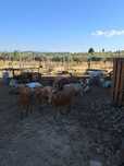 Venda de rebanho de cabras B4