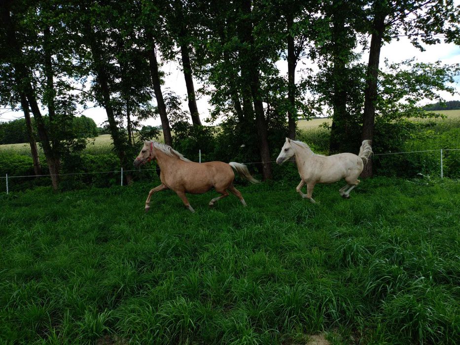 Sprzedam kuc kuce walijski klacz źrebak