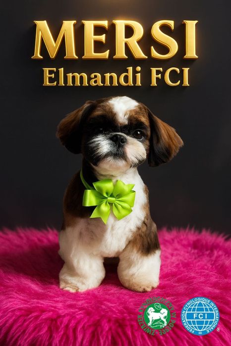 Suczka Shih Tzu ZKwP FCI