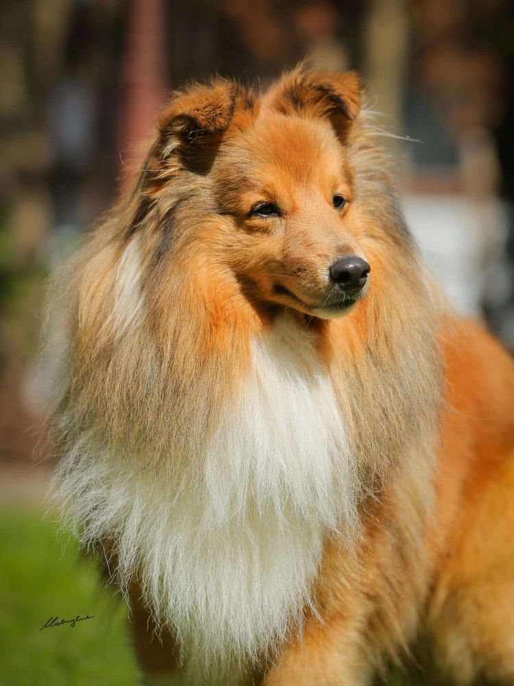 Owczarek szetlandzki , sheltie - piesek