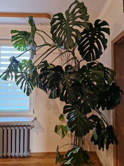 Przepiękna Monstera