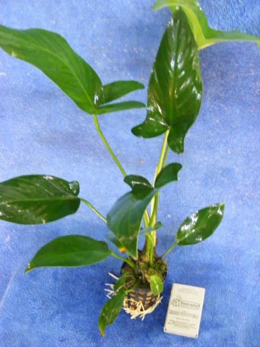 GB ANUBIAS HASTIFOLIA duża roślina w koszyku 40cm