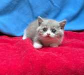 Menino british shorthair