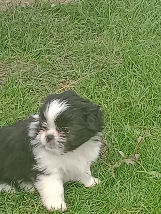 Suczka rasy Shih Tzu gotowa na zmianę domu