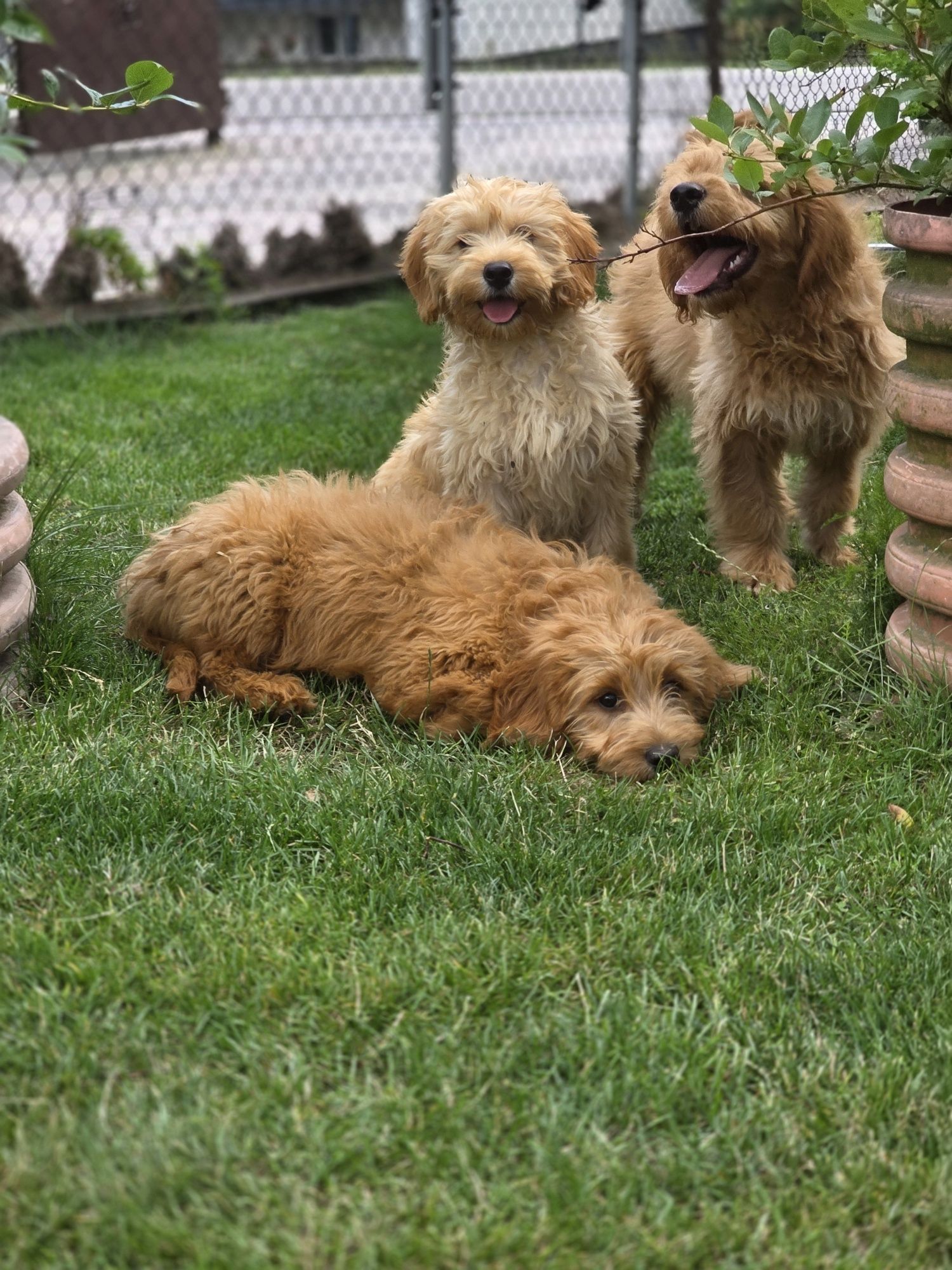 Goldendoodle piesek f1 standard i mini