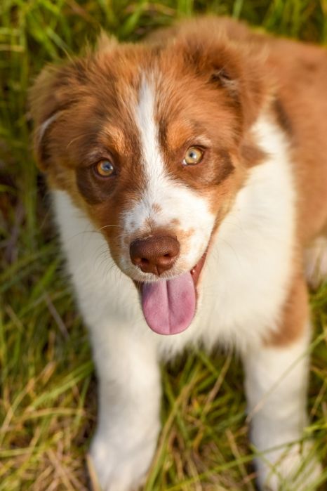 Цуценята Австралійської вівчарки (ауссі)