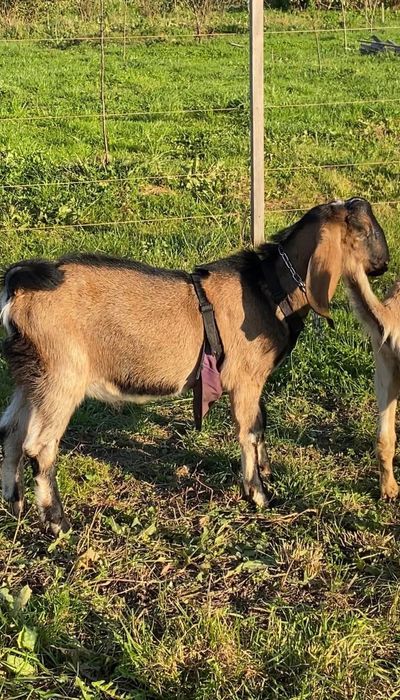 Два братика нубо-альпійчики (69% + 31%)