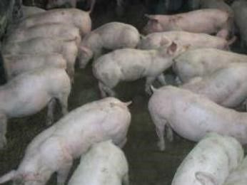 продам домашніх поросят