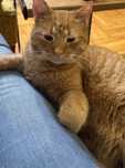 do adopcji:  rudy Radzio