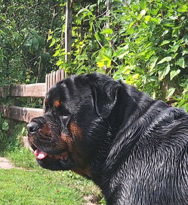 Rottweiler 3 letni