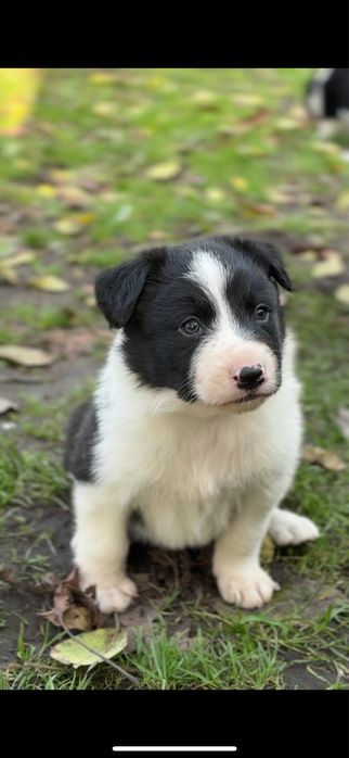 Szczaniak Border Collie