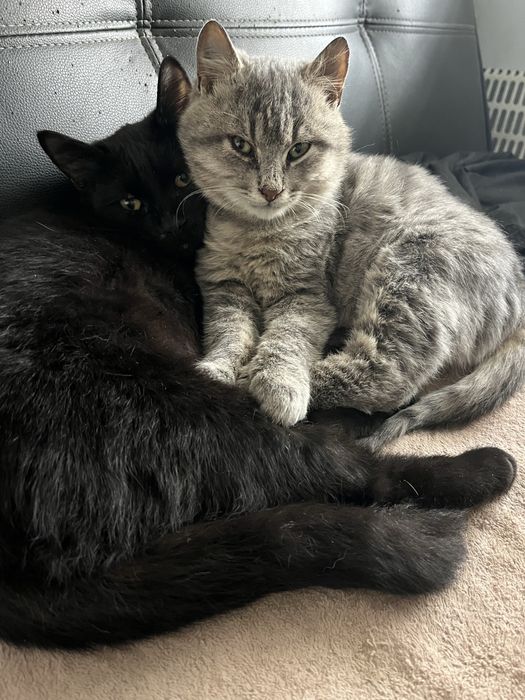 Отдам  котят в  хорошие руки