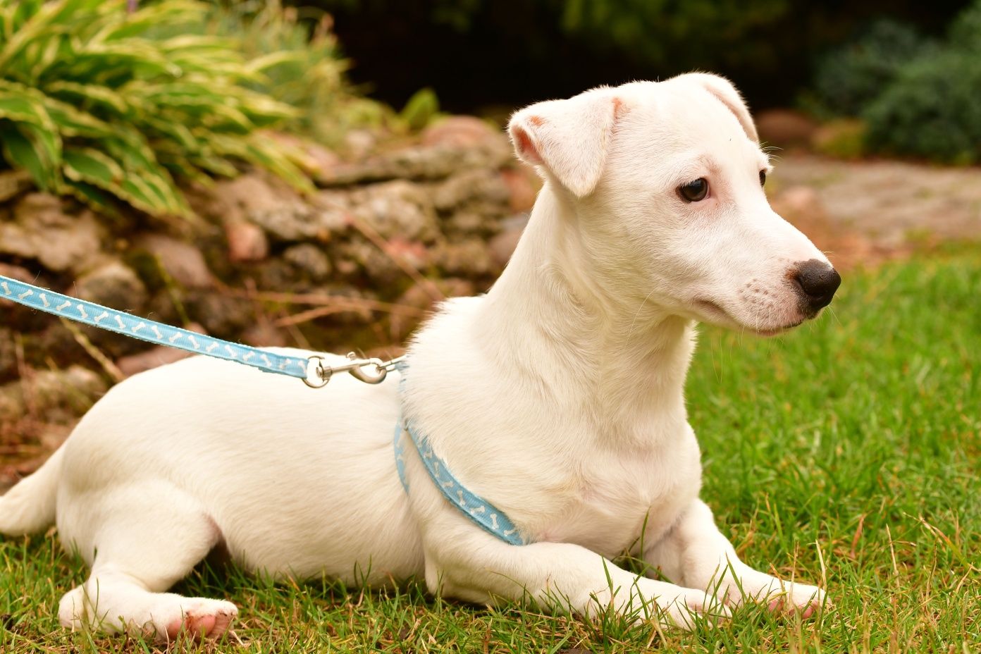 Śliczny piesek Jack Russell Terrier
