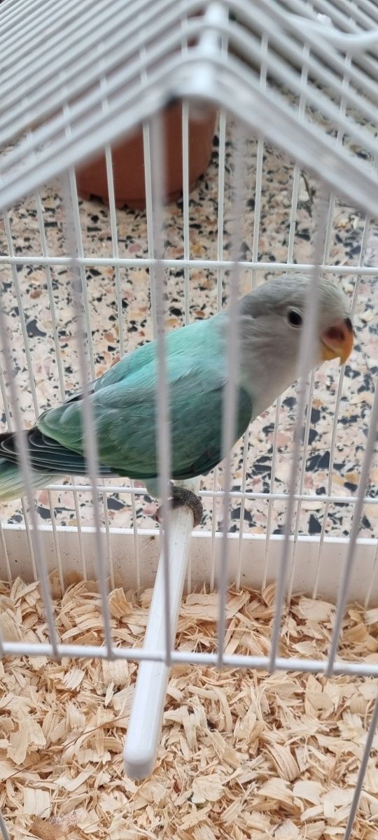 Agapornis Roseicollis