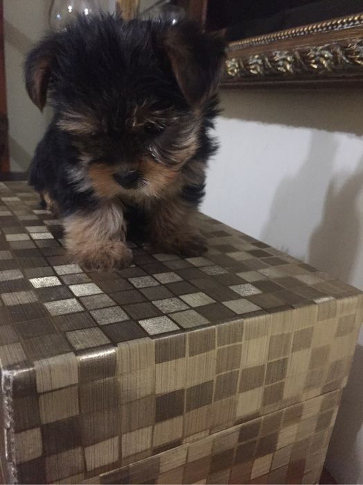 Yorkshire  Terrier menina