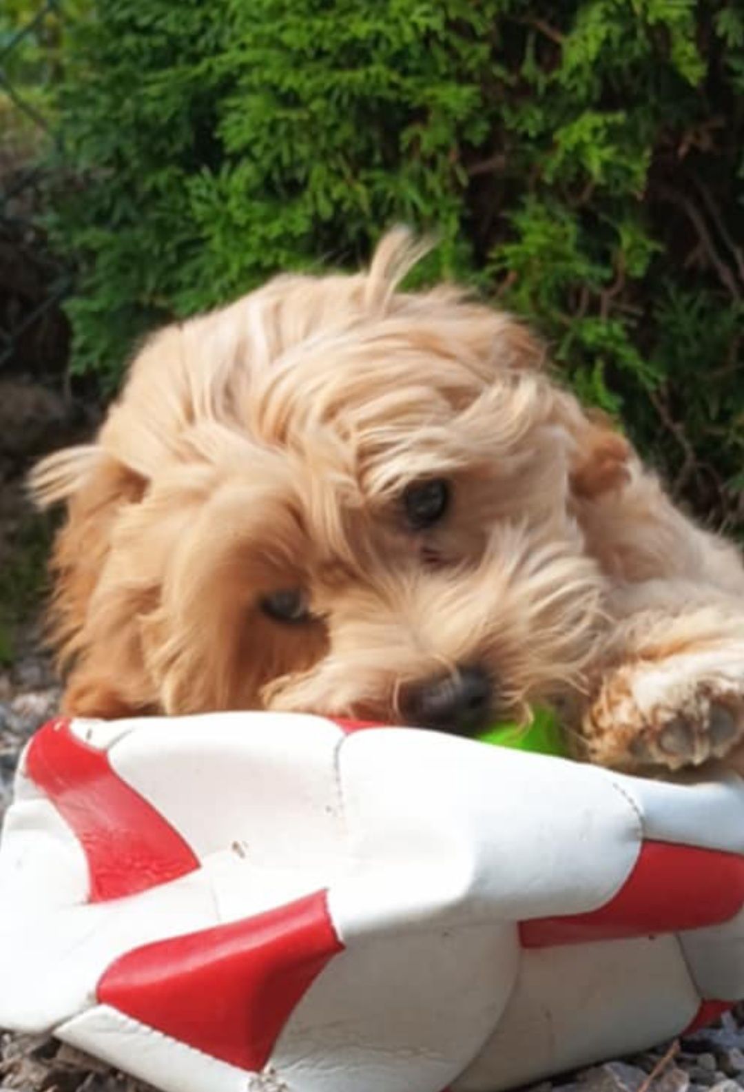 Piesek maltipoo _