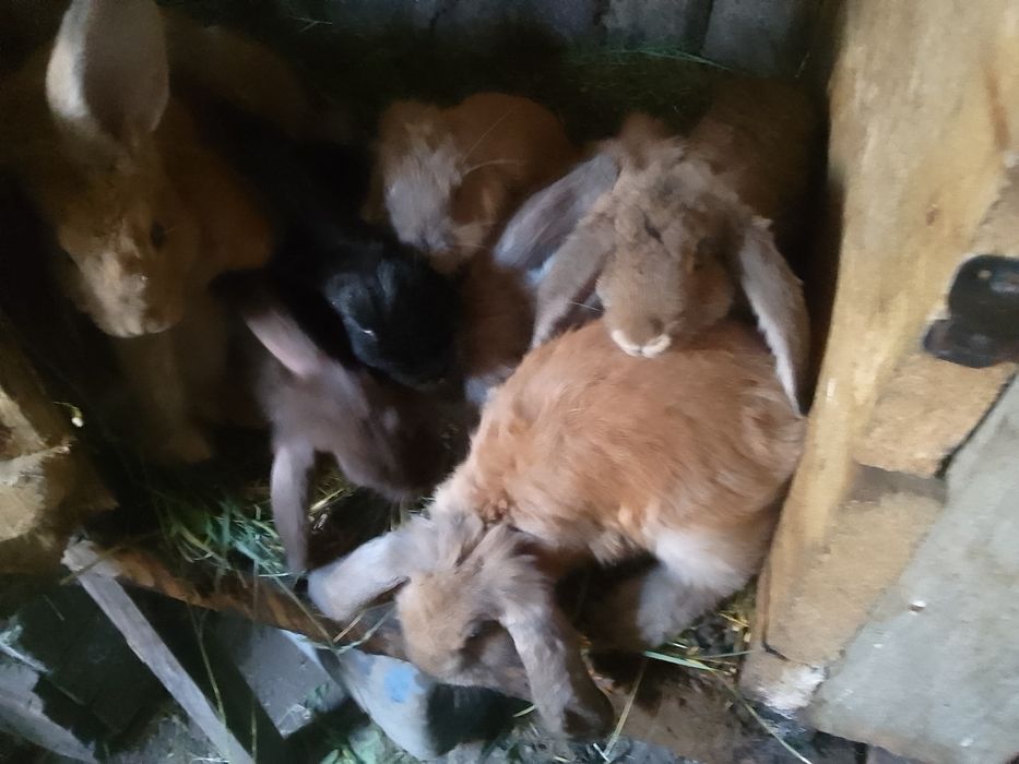 Продам кроликів різного віку