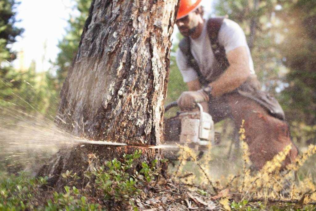 Услуги измельчителя веток древесины Спил деревьев Благоустройство
