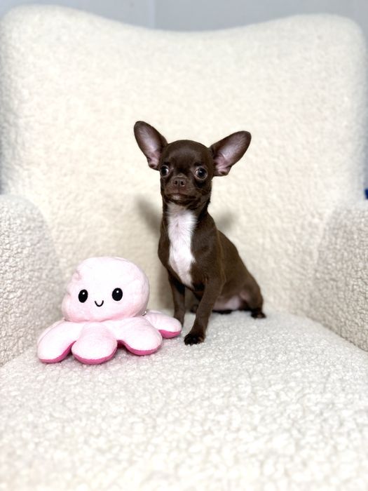 Дівчинка красунечка