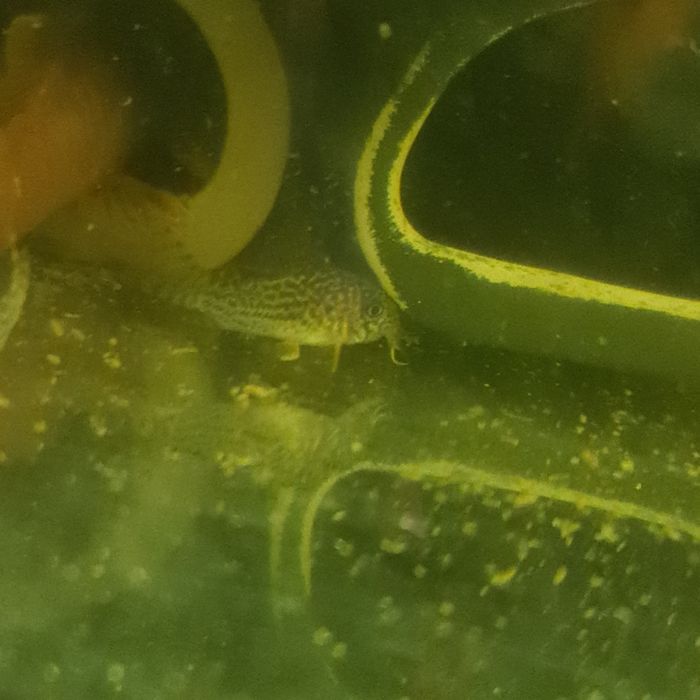 Kirys sterby.         .