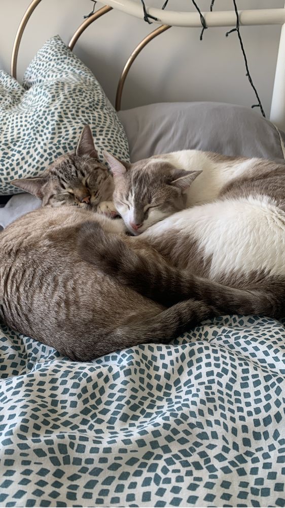 Adopçao urgente - Dois gatos em adopçao responsavel