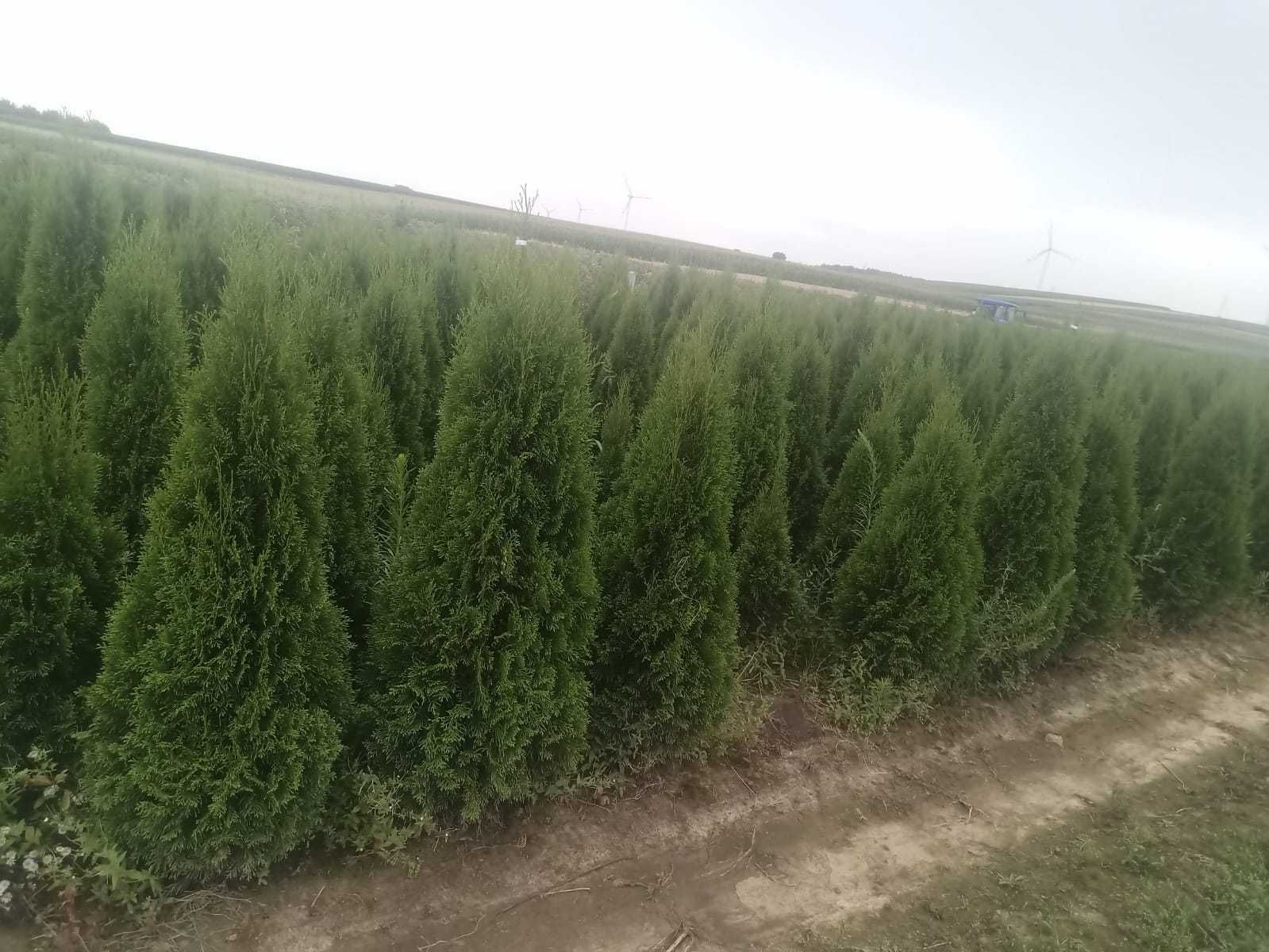 Tuja tuje szmaragd w doniczkach, jutach 140-160cm Dostawa
