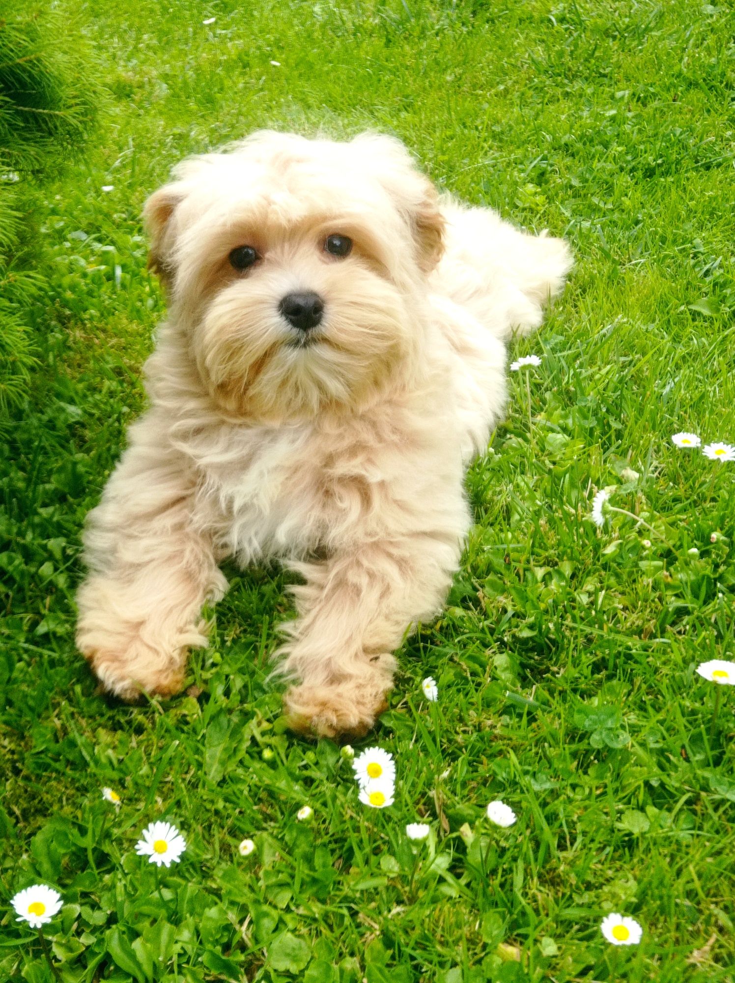 Maltipoo maltańczyk & pudel toy piesek