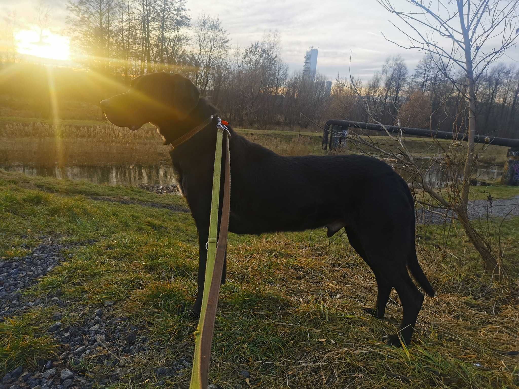 Astor czeka na dom...