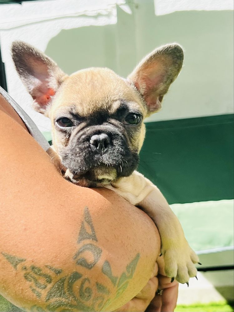 Bulldog Frances femea