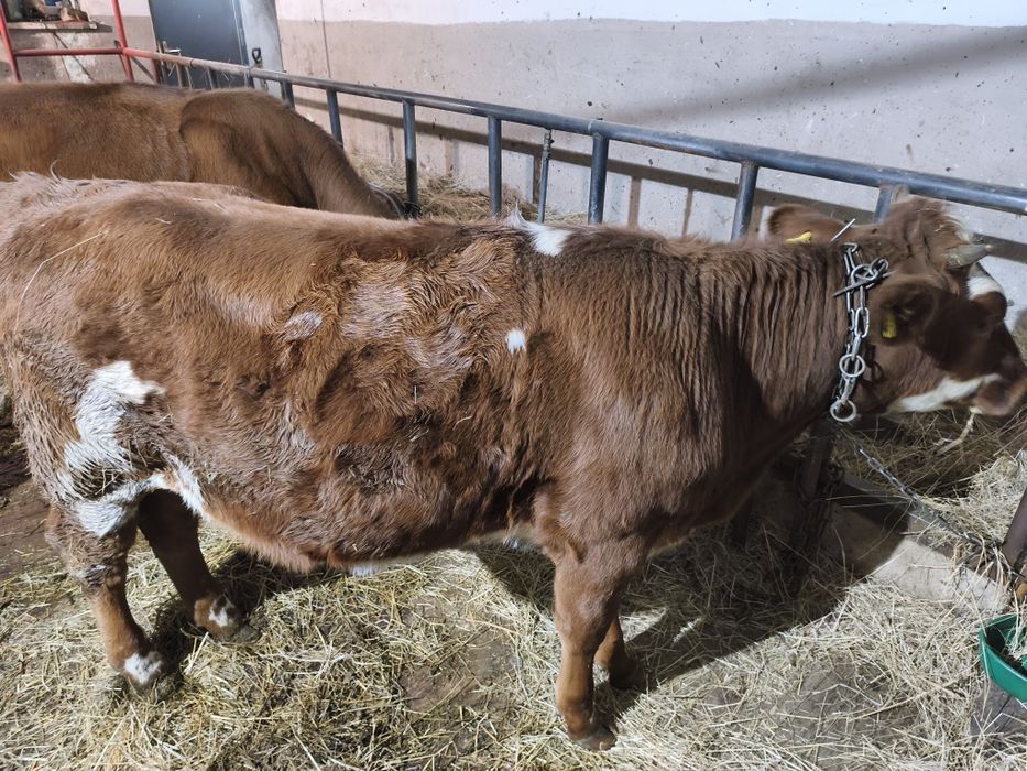 Jałówka 10 miesięcy