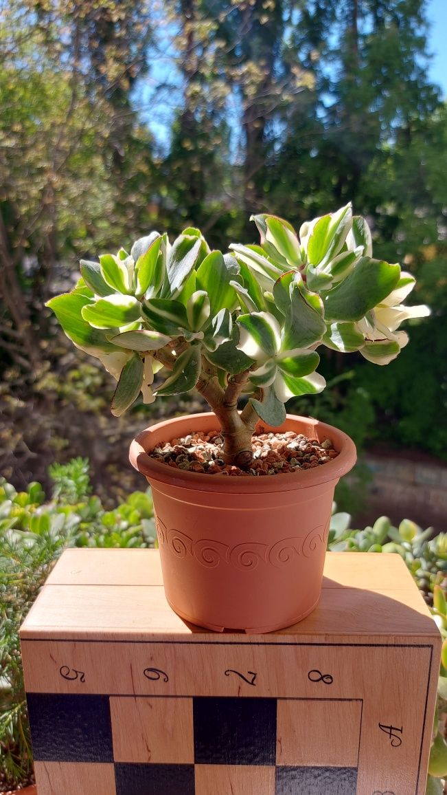 Crassula Curly Green Variegata , Крассула Курли Берд Вариегата